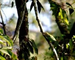 Aratinga finschi