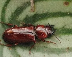 Odontotaenius disjunctus
