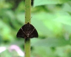 Polilla o mariposa