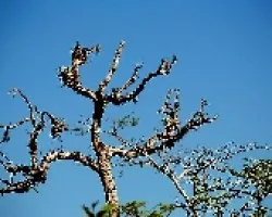 Árbol viejo