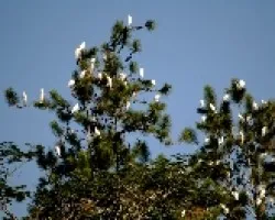 Árbol engarzado