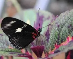 Mariposa Heliconius doris