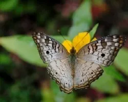 Anartia jatrophae