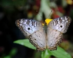 Anartia jatrophae