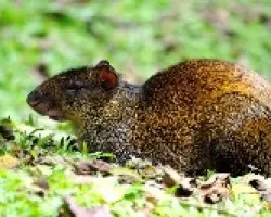 Dasyprocta punctata