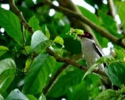 Tityra semifasciata
