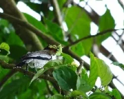 Tityra semifasciata