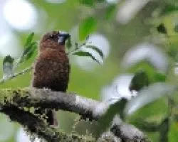 Oryzoborus funereus