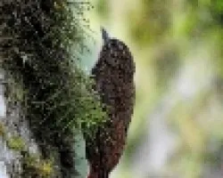 Deconychura longicauda