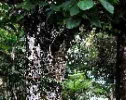 Moraceae ficus auriculata