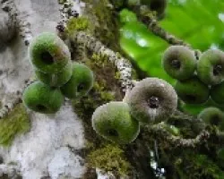 Moraceae ficus auriculata