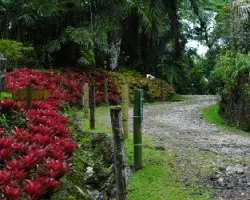 Sendero bromelias