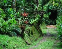 Sendero bromelias