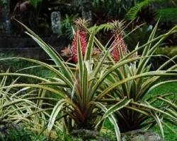Piña