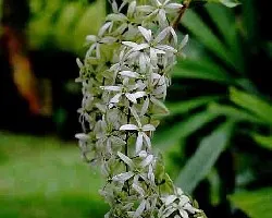 Petrea volubilis