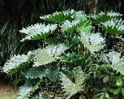 Philodendron wilsonii