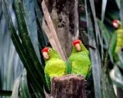 Aratinga finschi