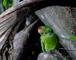 Aratinga finschi