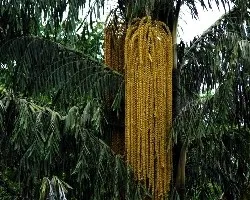 Palmera con flor.