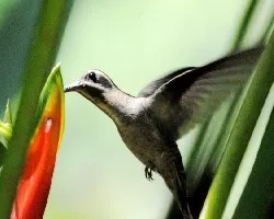 Phaethornis superciliosus