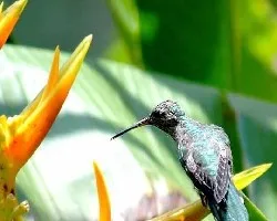 Colibrí y heliconia
