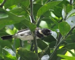 Sporophila aurita