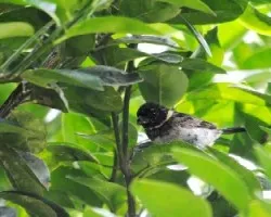 Sporophila aurita