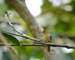 Sporophila aurita