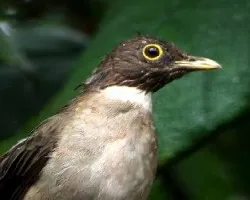 Turdus assimilis