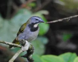 Saltator maximus