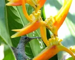 Colibrí en otra Heliconia.