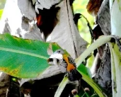 Ramphocelus costaricensis