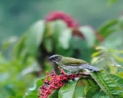 Saltador albicollis