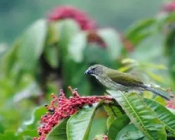 Saltador albicollis