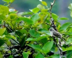 Elaenia flavogaster