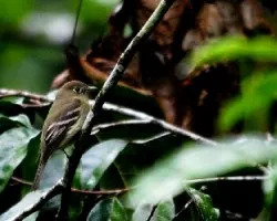 Empidonax flavescens