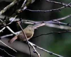 Avecilla inquieta 