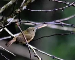 Avecilla inquieta