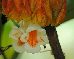 Flores del bosque.Drymonia macrantha