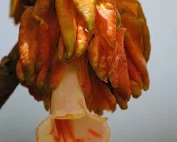 Flores del bosque.