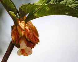 Flores del bosque.