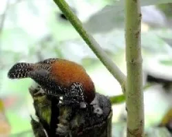 Thryothorus semibadius