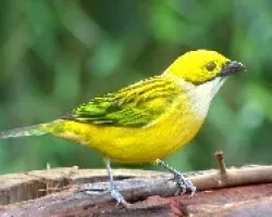 Tangara icterocephala