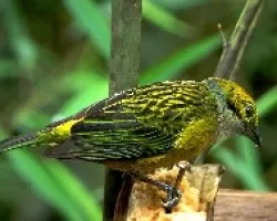 Tangara icterocephala