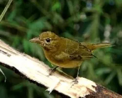 Piranga rubra