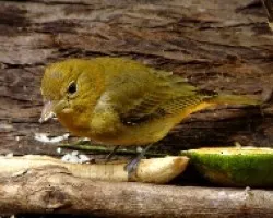 Piranga rubra