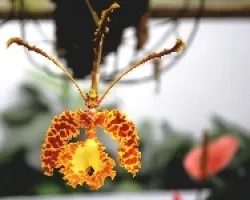Psychopsis krameriana