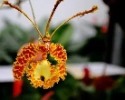Psychopsis krameriana