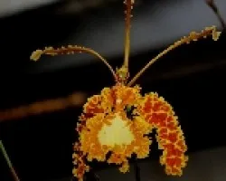 Psychopsis krameriana