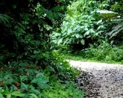 Camino al bajo de los Indios